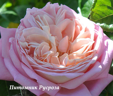 AMAZING GRACE (MYRIAM)