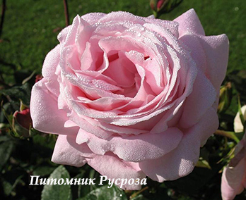 AMAZING GRACE (MYRIAM)