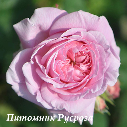 AMAZING GRACE (MYRIAM)