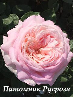 AMAZING GRACE (MYRIAM)