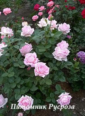 AMAZING GRACE (MYRIAM)