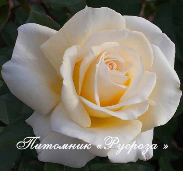 AMBASSADOR (CHRISTOPHE DECHAVANNE)