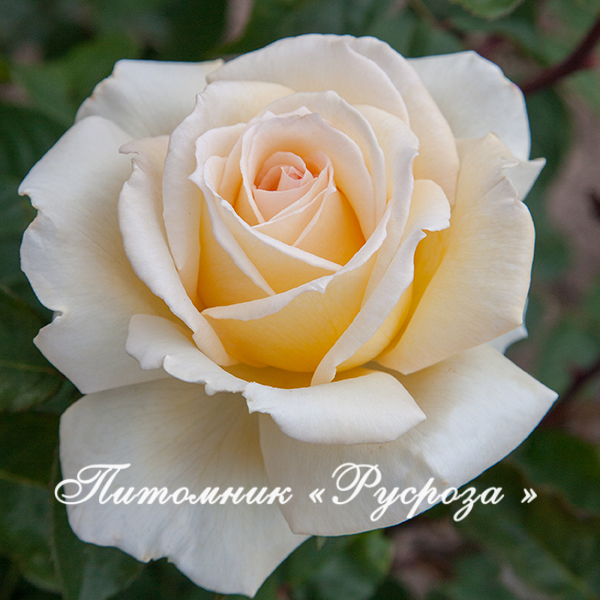 AMBASSADOR (CHRISTOPHE DECHAVANNE)