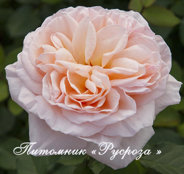 AMBASSADOR (CHRISTOPHE DECHAVANNE)