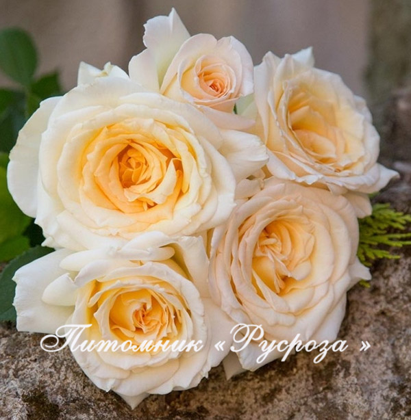 AMBASSADOR (CHRISTOPHE DECHAVANNE)