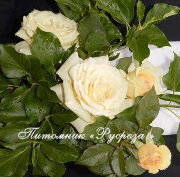 AMBASSADOR (CHRISTOPHE DECHAVANNE)