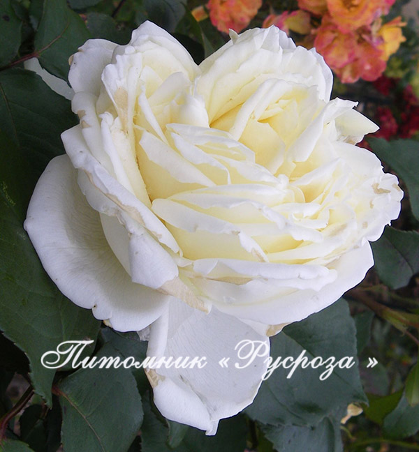 AMBASSADOR (CHRISTOPHE DECHAVANNE)