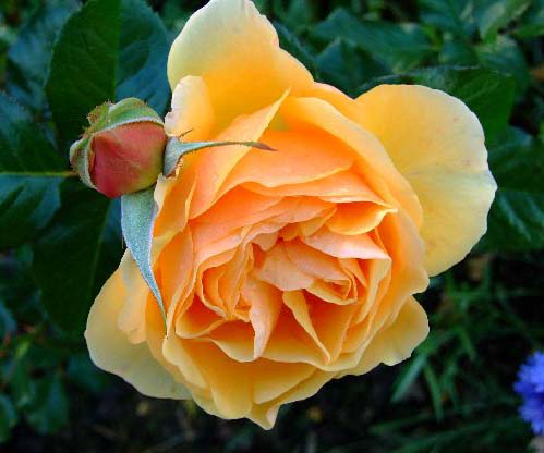 AMBER QUEEN (HARROONY)