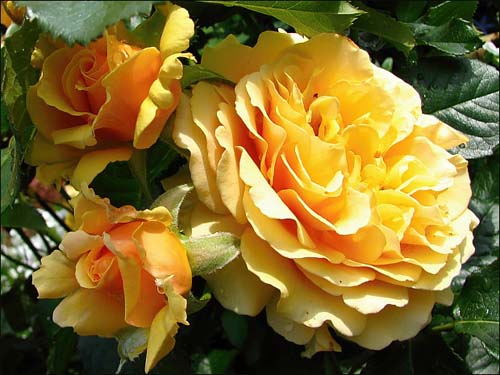 AMBER QUEEN (HARROONY)