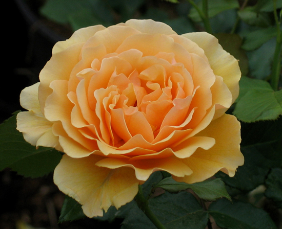 AMBER QUEEN (HARROONY)