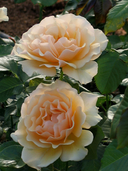 AMBER QUEEN (HARROONY)