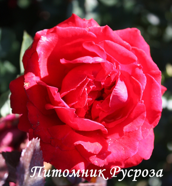 CARRIS (DOCTEUR WATSON) ШТ 80-90