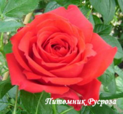 CARRIS (DOCTEUR WATSON) ШТ 80-90