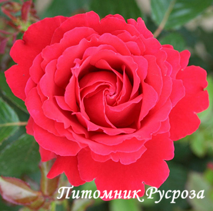 CARRIS (DOCTEUR WATSON) ШТ 80-90