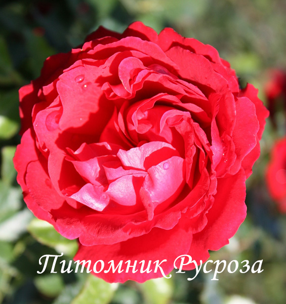 CARRIS (DOCTEUR WATSON) ШТ 80-90