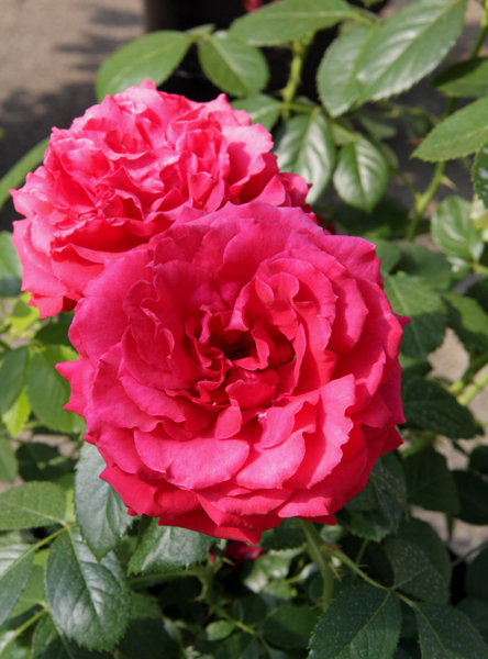 CARRIS (DOCTEUR WATSON) ШТ 80-90