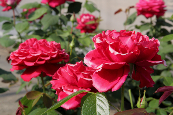 CARRIS (DOCTEUR WATSON) ШТ 80-90