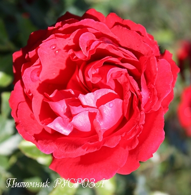 CARRIS (DOCTEUR WATSON) ШТ 80-90