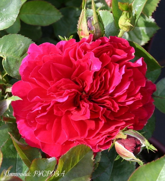 CARRIS (DOCTEUR WATSON) ШТ 80-90