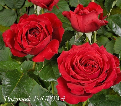 CARRIS (DOCTEUR WATSON) ШТ 80-90