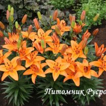 Лилия Азиатская 