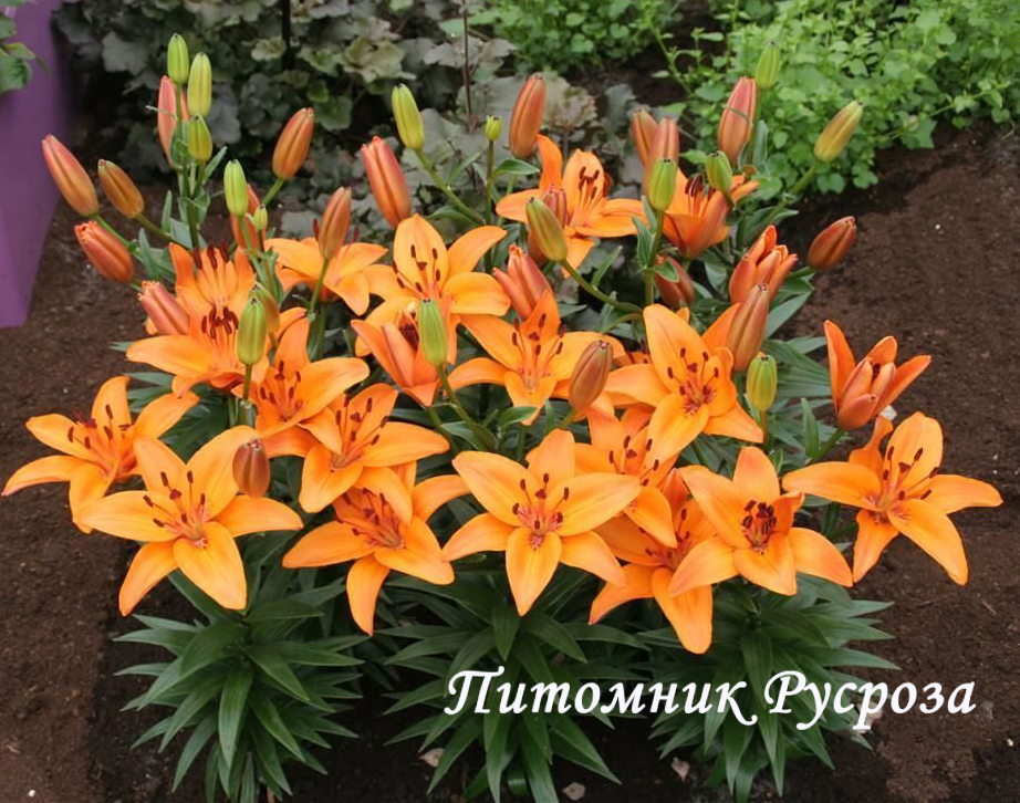 Лилия Азиатская 