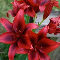 Лилия Азиатская 