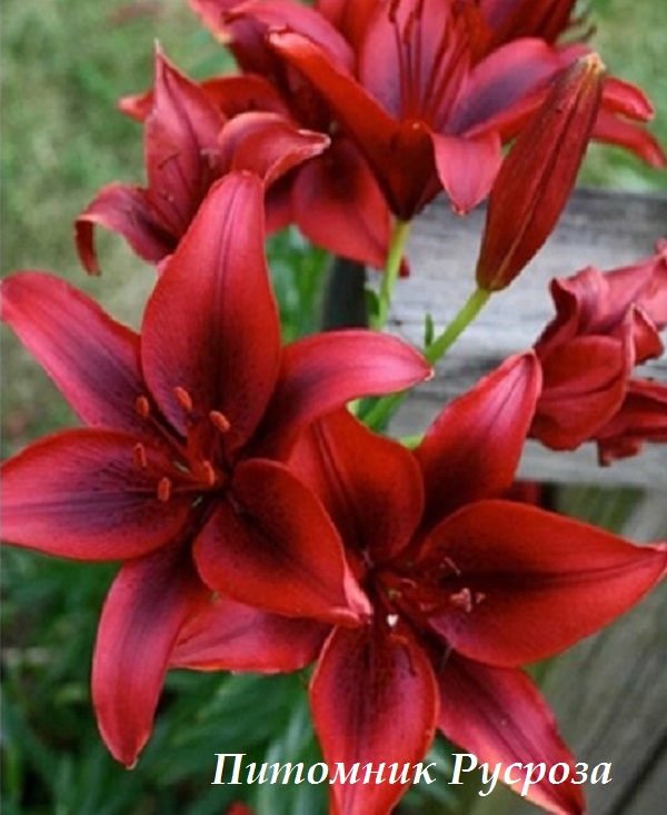 Лилия Азиатская 