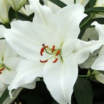 Лилия Восточная 