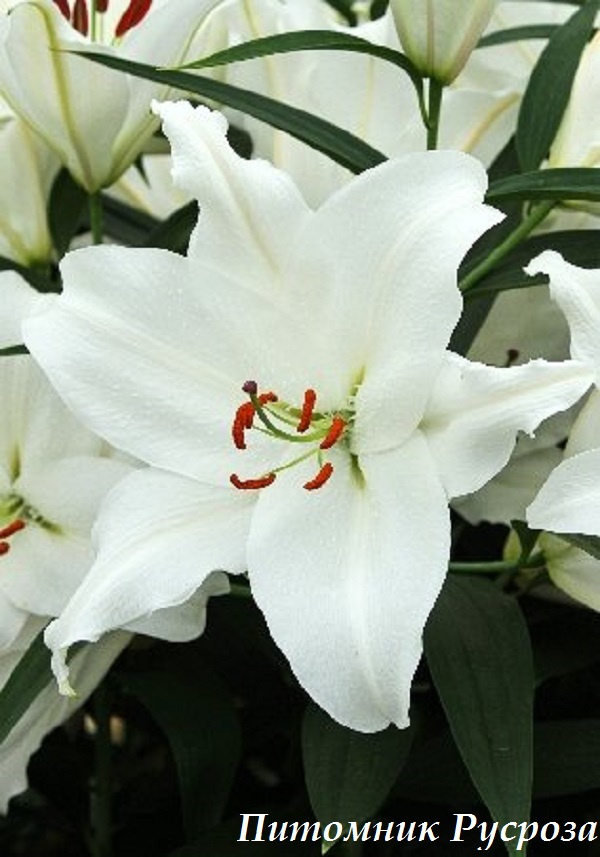 Лилия Восточная 