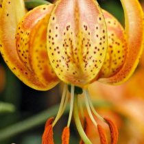 Лилия Кудреватая 