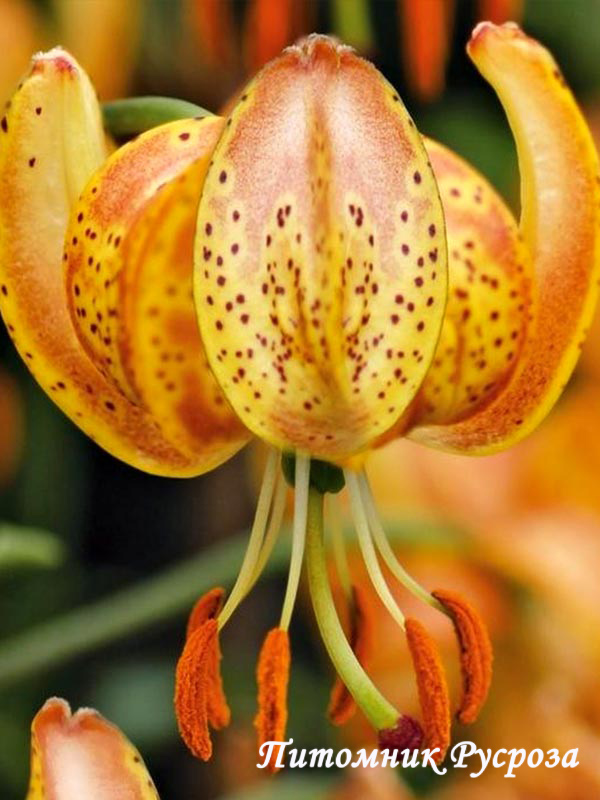 Лилия Кудреватая 