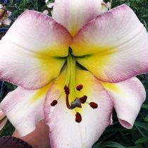 Лилия ОТ- гибрид 