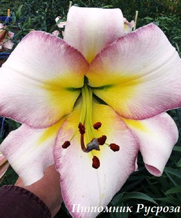 Лилия ОТ- гибрид 