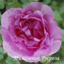 BORDER QUEEN (SCARMAN)