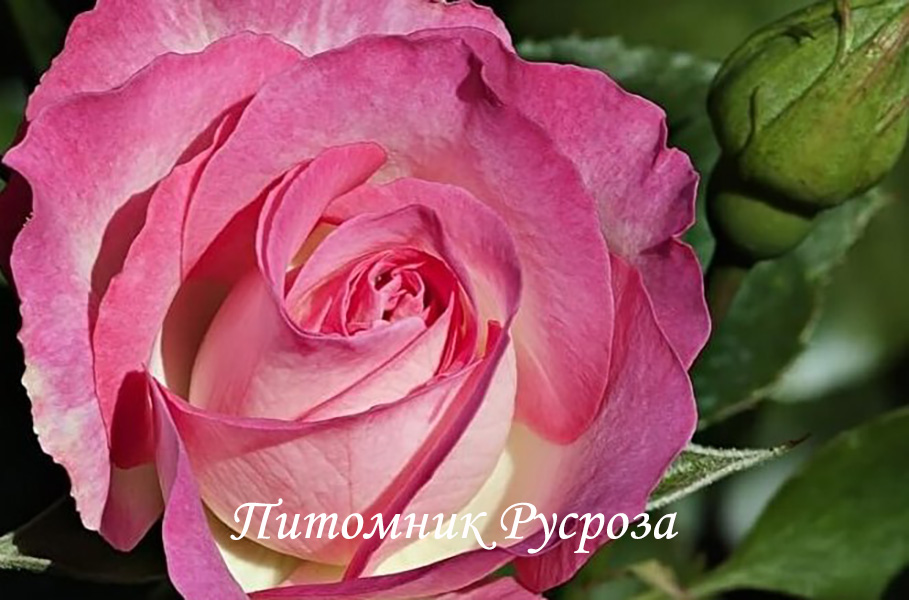 BORDURE ROSE (DELBARA)