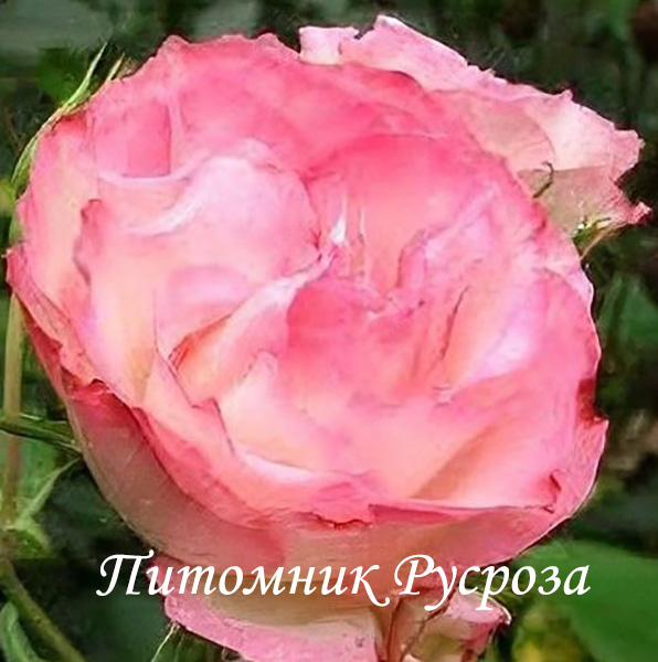 BORDURE ROSE (DELBARA)