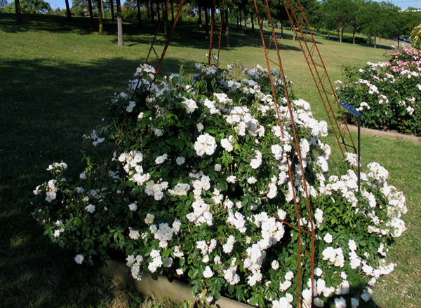 BLUSH NOISETTE