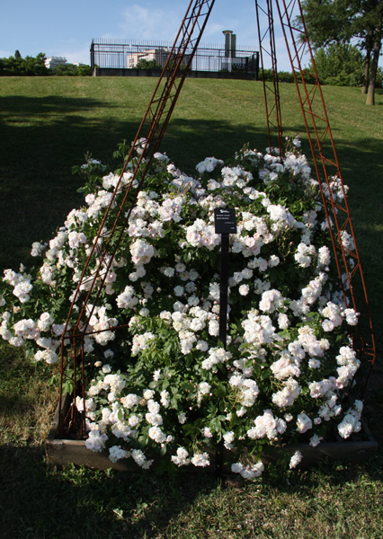 BLUSH NOISETTE