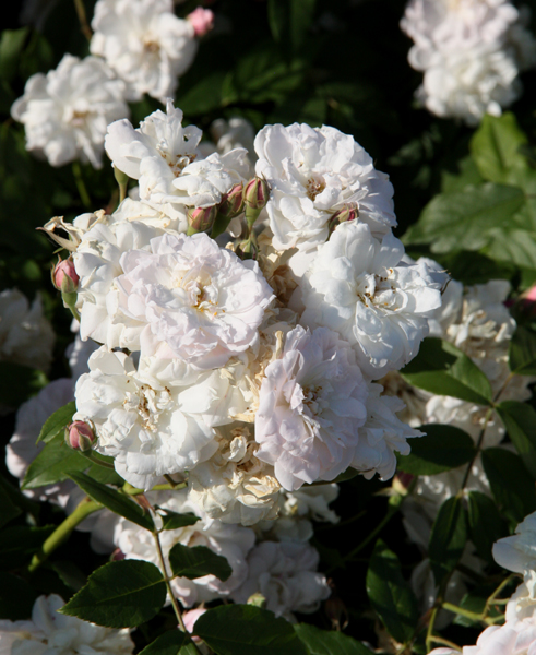 BLUSH NOISETTE