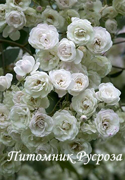 BLUSHING BRIDE (SCARMAN)