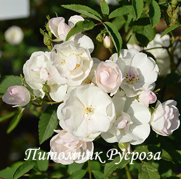 BLUSHING BRIDE (SCARMAN)