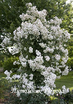 BLUSHING BRIDE (SCARMAN)