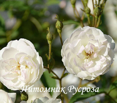 BLUSHING BRIDE (SCARMAN)