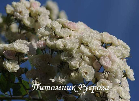 BLUSHING BRIDE (SCARMAN)