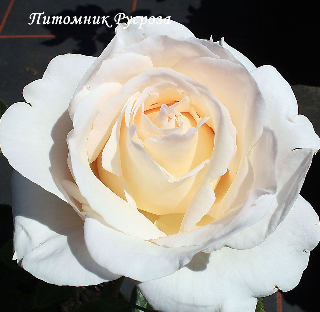 ADABLAROP (ELVIS, 2004)