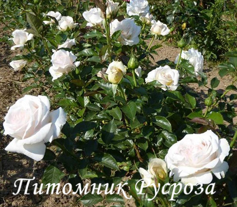 ADABLAROP (ELVIS, 2004)