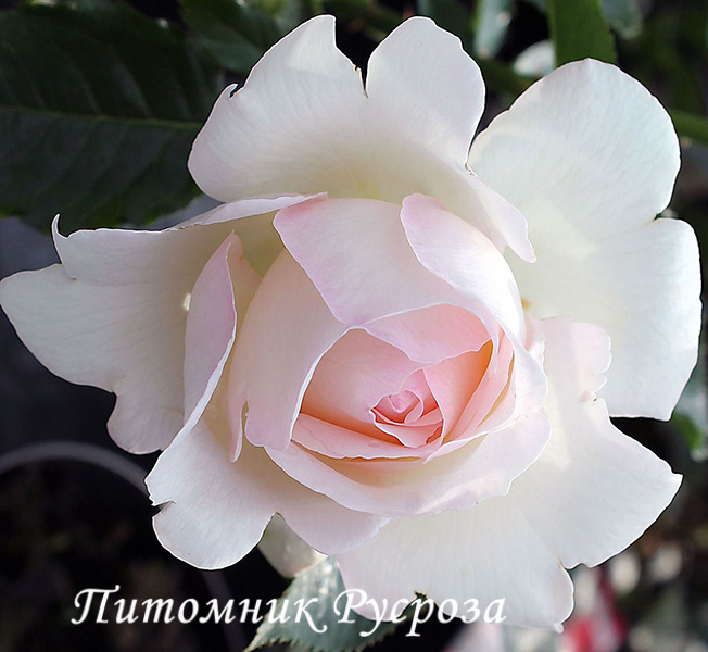 ADABLAROP (ELVIS, 2004)