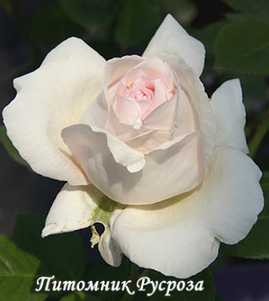 ADABLAROP (ELVIS, 2004)