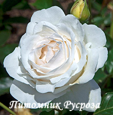 ADABLAROP (ELVIS, 2004)